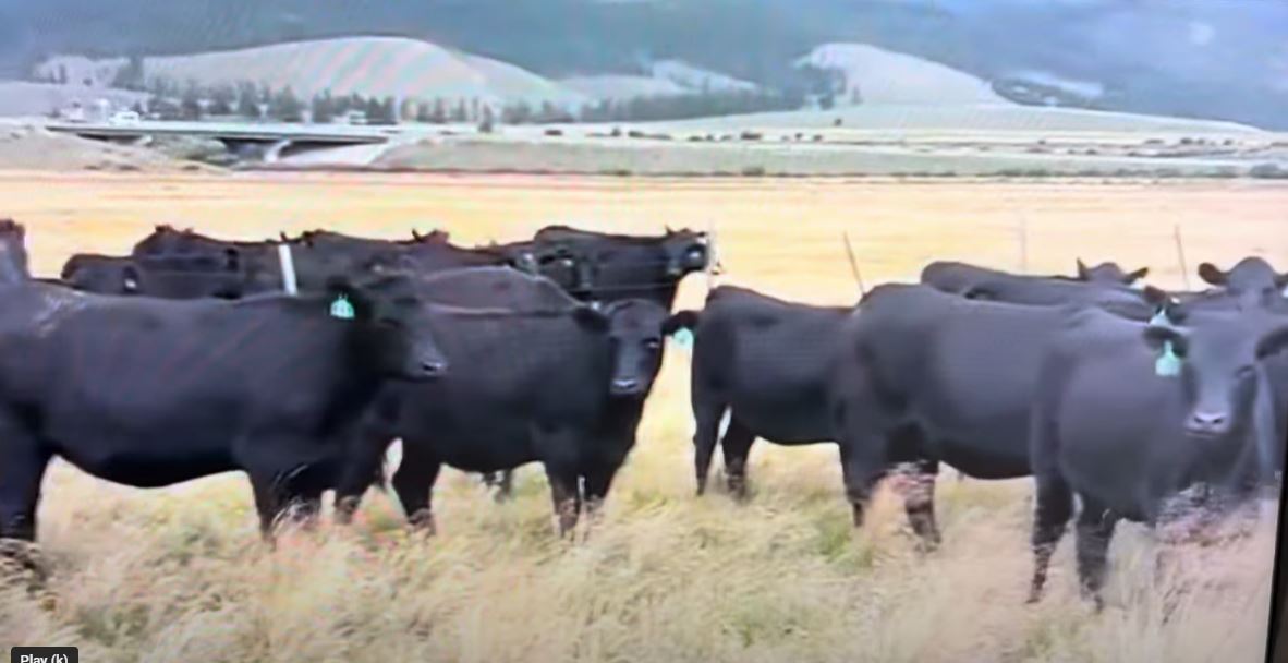 Cattle Range Listing Photo