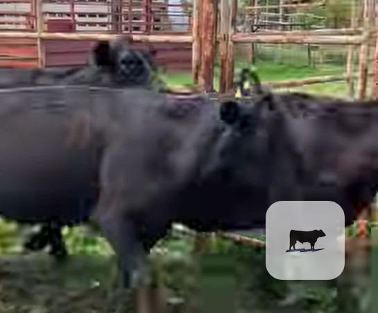 Cattle Range Listing Photo