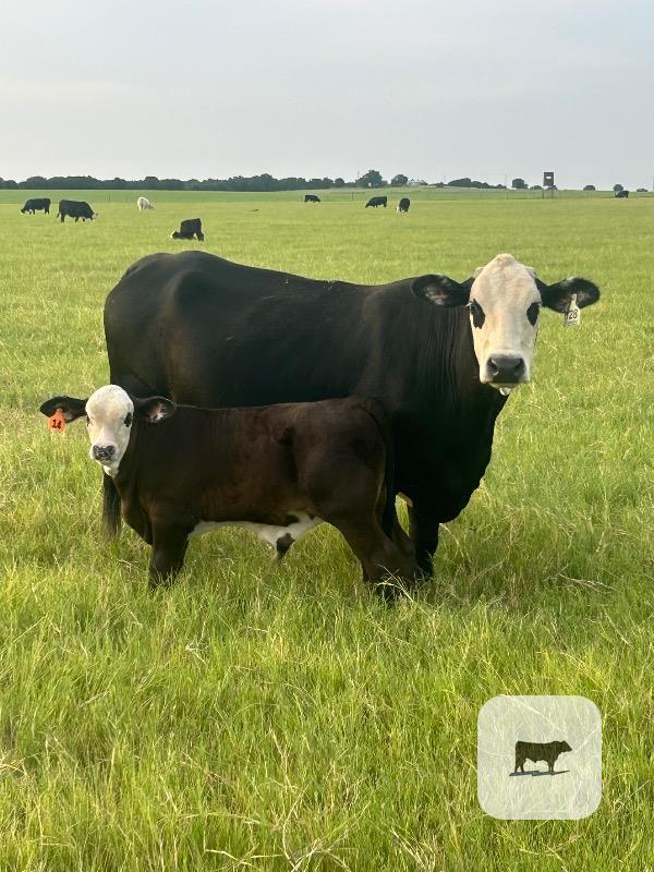 Cattle Range Listing Photo