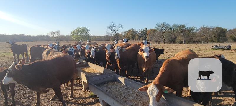 Cattle Range Listing Photo