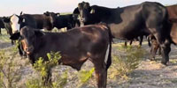200 Angus, Brangus & Angus Cross/Brangus Pairs... West TX