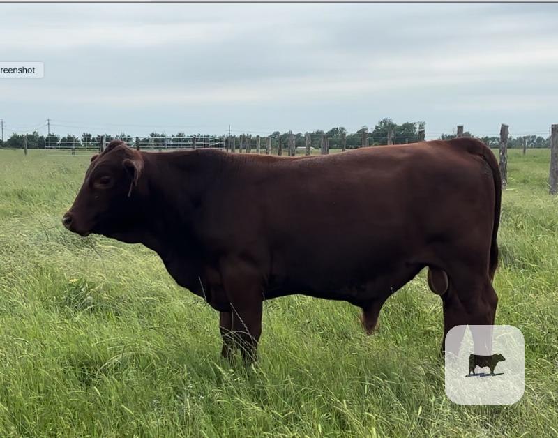 Cattle Range Listing Photo