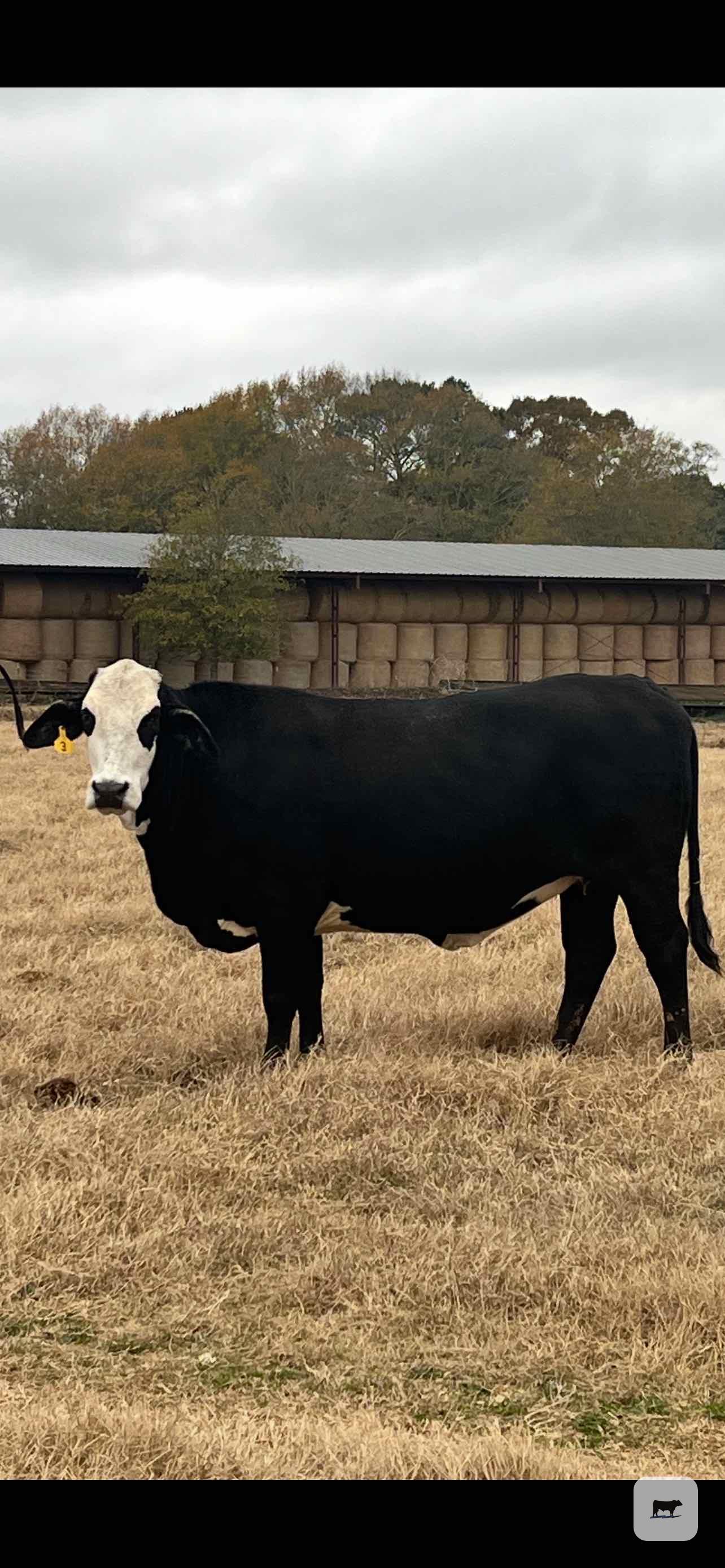 Cattle Range Listing Photo