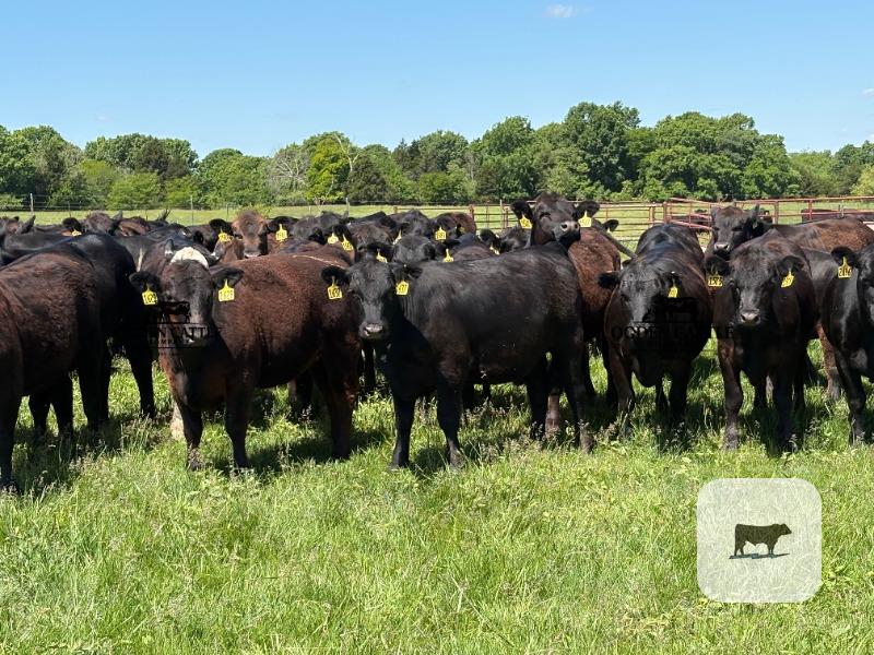 Cattle Range Listing Photo
