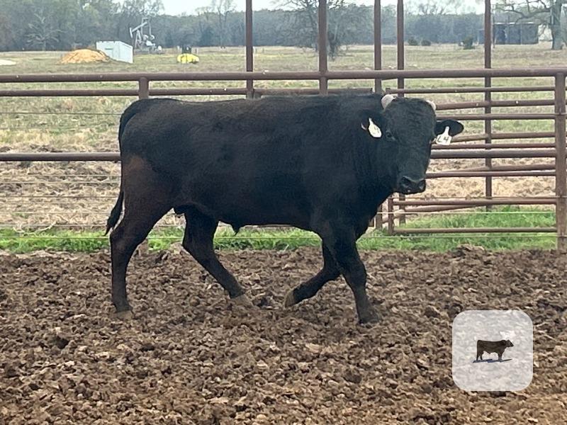 Cattle Range Listing Photo