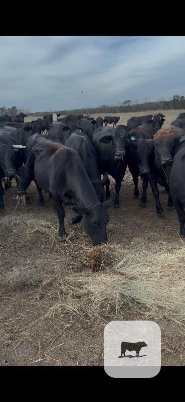 Cattle Range Listing Photo