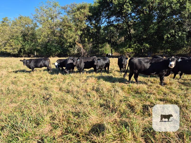 Cattle Range Listing Photo