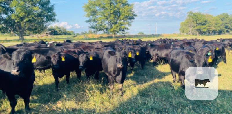 Cattle Range Listing Photo
