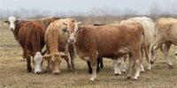 65 Beefmaster, Charolais Cross, Santa Gertrudis, Red Brangus and Crossbred Cows... Central TX