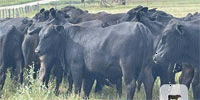 43 Brangus Bred Heifers... Central TX