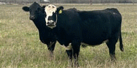 59 Angus Cross Bred Heifers w/ 10+ Calves... Central LA