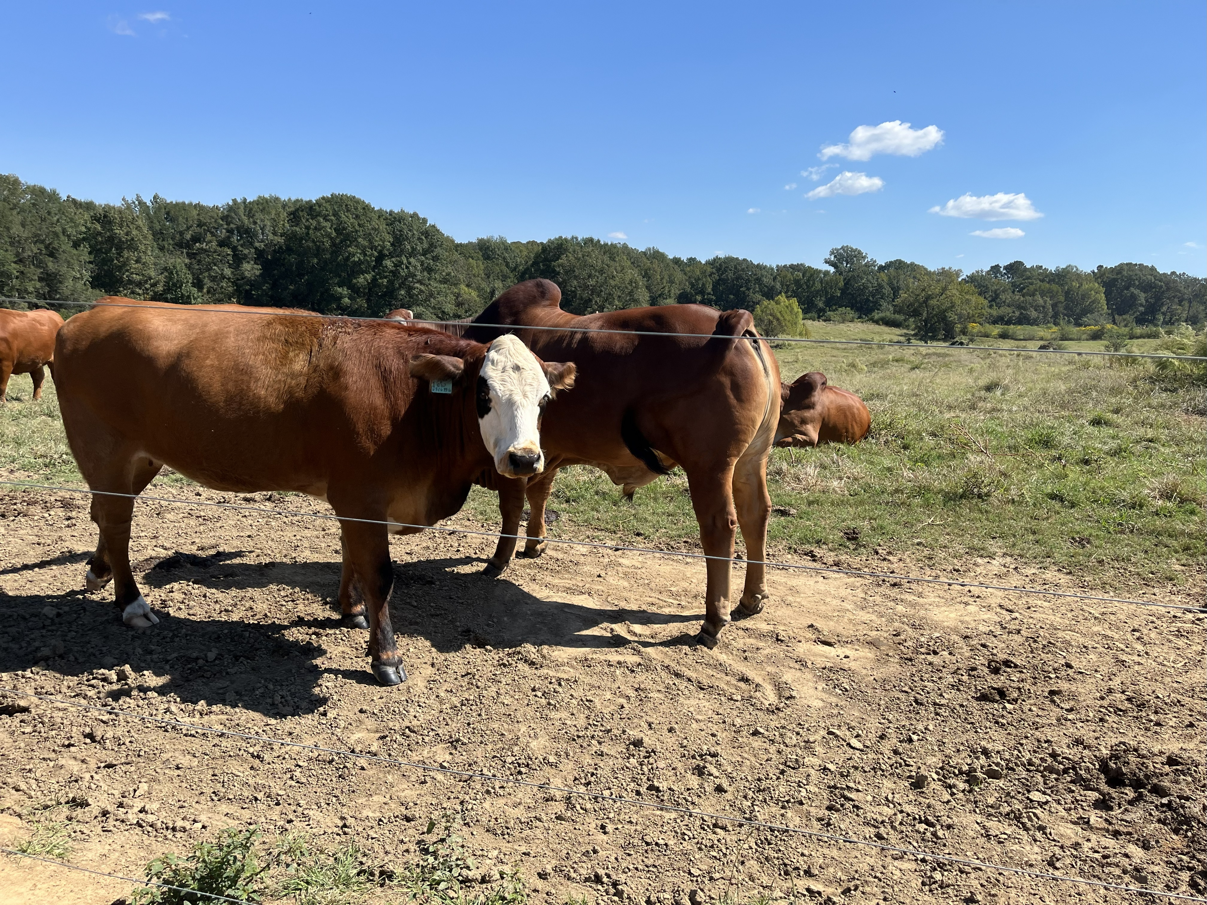 Cattle Range Listing Photo 4