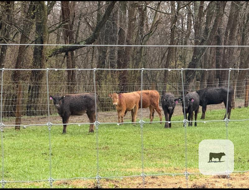Cattle Range Listing Photo