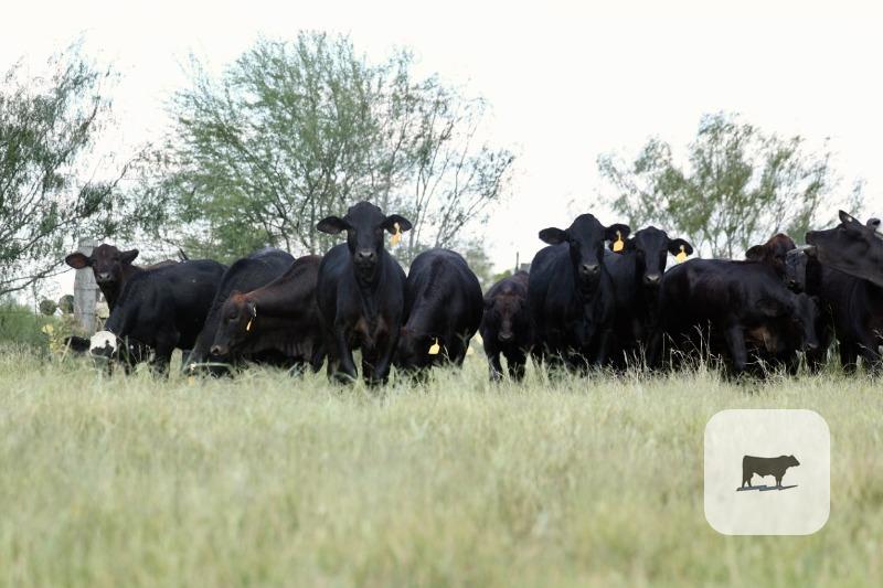 Cattle Range Listing Photo 2