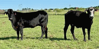 200 Angus, BMF, Red Angus, RWF & Crossbred Cows.. Central TX