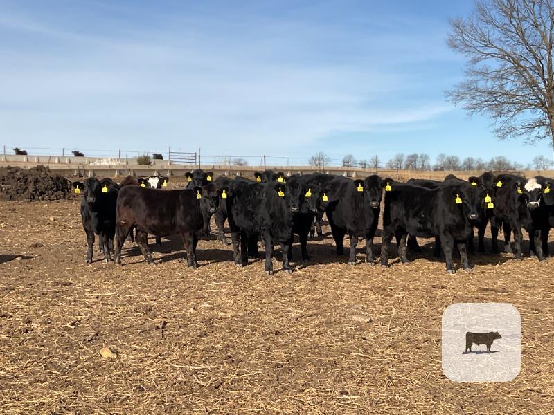 Cattle Range Listing Photo