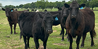350	Angus & BWF Cows... N. Central TX