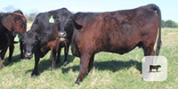 9 Angus/BWF Bred Heifers... Central TX