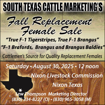 South Texas Cattle Marketing Fall Replacement Female Sale (1)