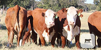 18 Hereford 2nd-Calf Cows... Central TX