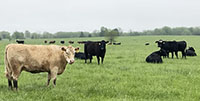 40 Angus, BWF, Red Angus, RWF, & Charolais Cross Pairs... Southwest MO