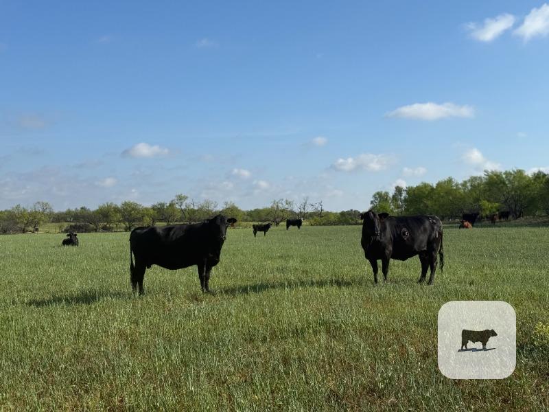 Cattle Range Listing Photo