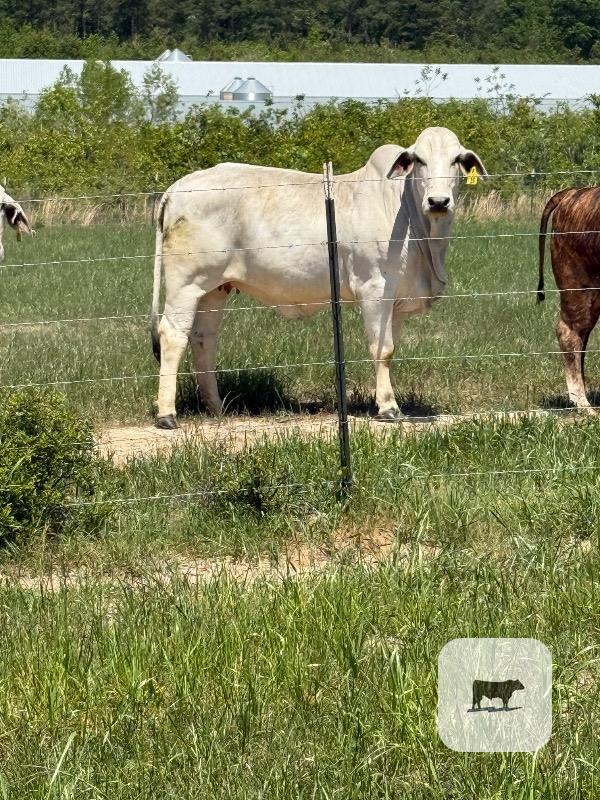 Cattle Range Listing Photo