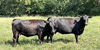40 Angus & BWF Cows... Southwest MO