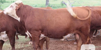 12 Reg. Horned Hereford Bulls... East TX