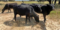 9 Angus 1st-Calf Pairs... Central TX