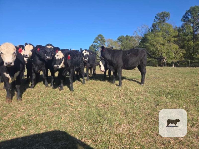 Cattle Range Listing Photo 3