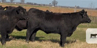 85 Angus & Angus Plus Rep. Heifers... Central TX