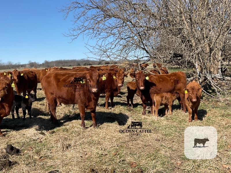 Cattle Range Listing Photo