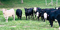 70 Angus, BWF & Charolais Bred Heifers... Central KY