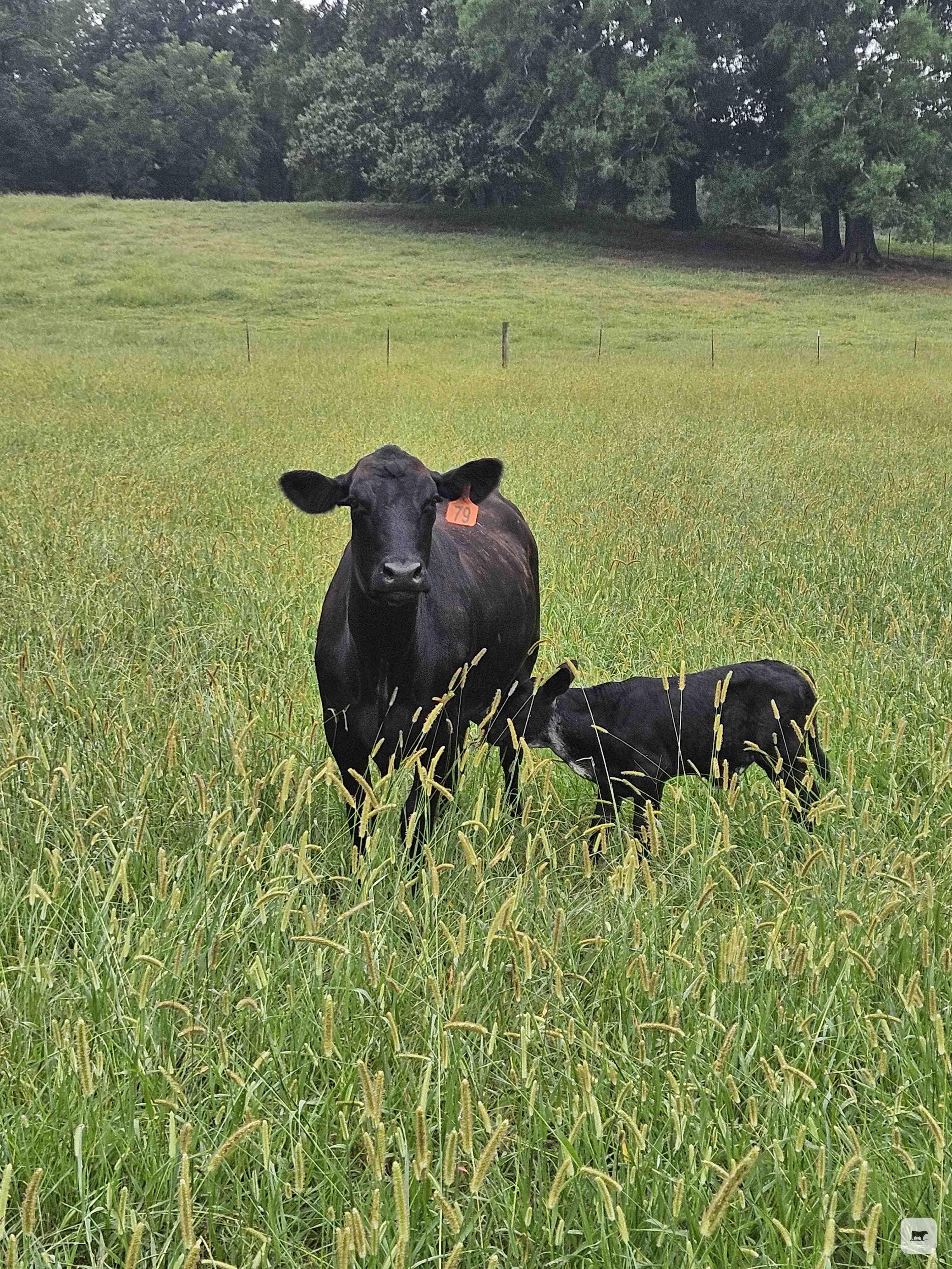 Cattle Range Listing Photo