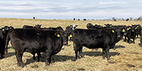 41 Angus & BWF Cows... SW Missouri