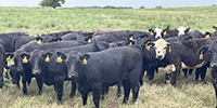 59 Angus & BWF Rep. Heifers... Southwest MO