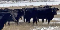 41 Angus & Angus Cross Bred Heifers... Southwest OK~ BVD-PI Neg.