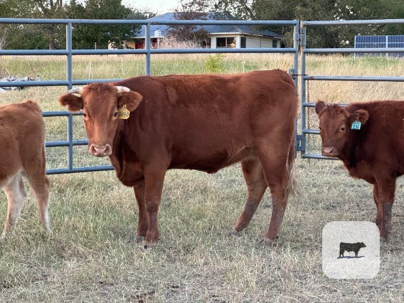 Cattle Range Listing Photo