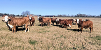 30 Braford/Tigerstripe 1st- Calf Heifers w/ 15+ Calves... Southwest AR
