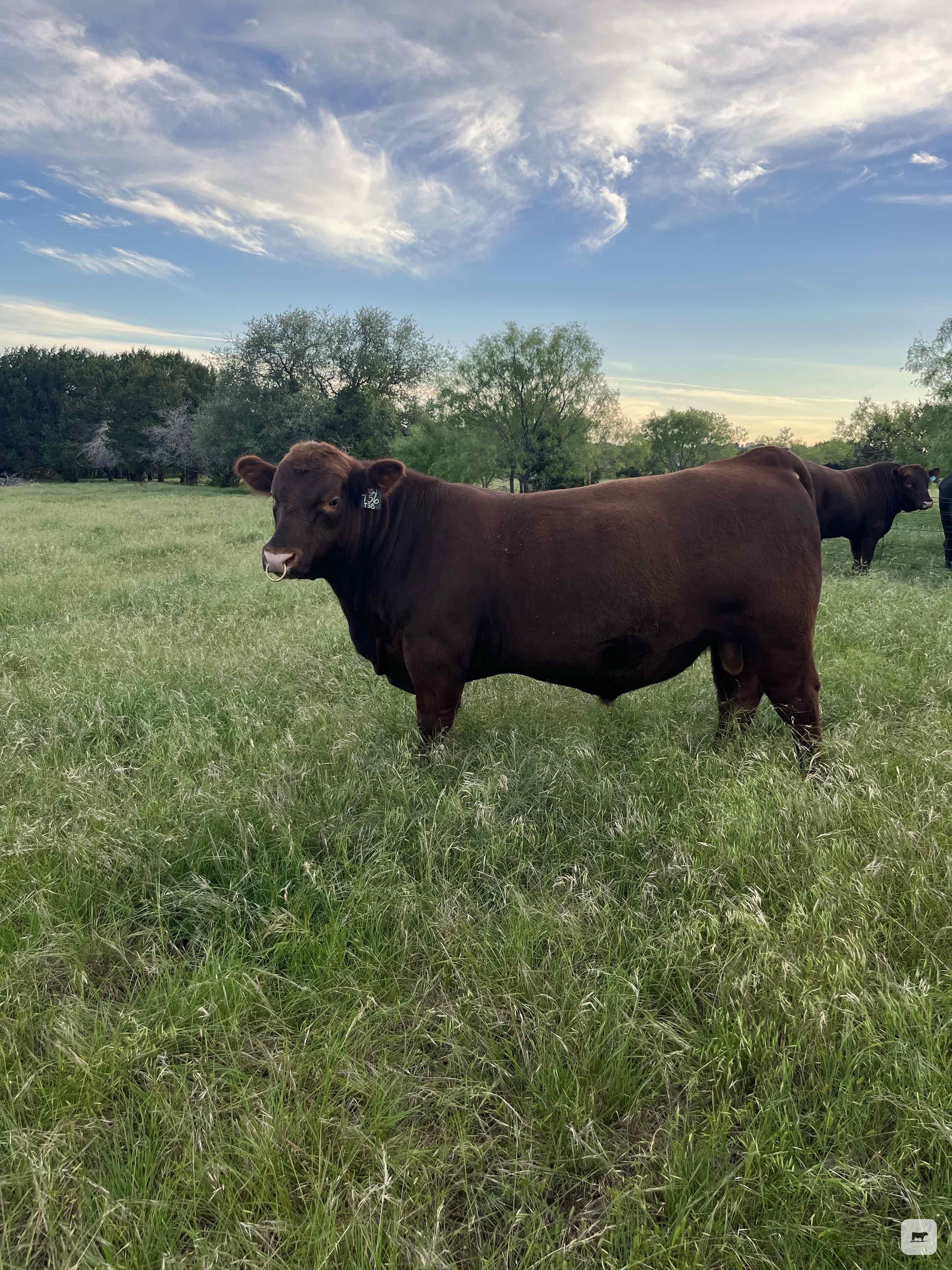 Cattle Range Listing Photo