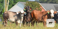 80 Crossbred Bred Heifers... Northwest GA