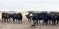 60 Angus & Black Baldy Bred Heifers... Southwest MO