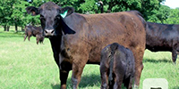 10 Angus 1st-Calf Pairs... Central TX