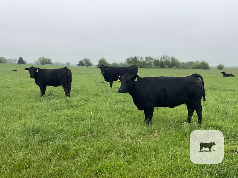 Cattle Range Listing Photo