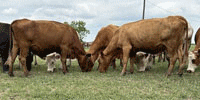 45 Beefmaster, Charolais Cross, Santa Gertrudis, Red Brangus & Crossbred Cows... Central TX