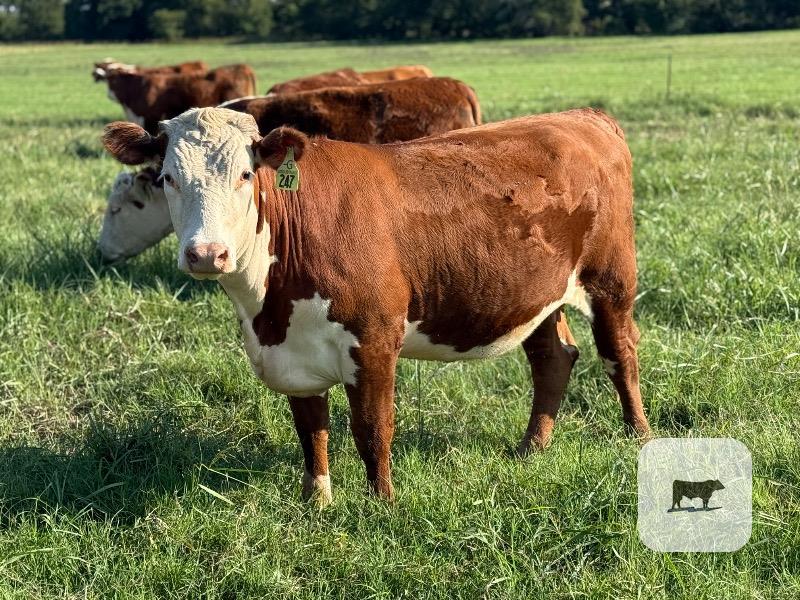 Cattle Range Listing Photo