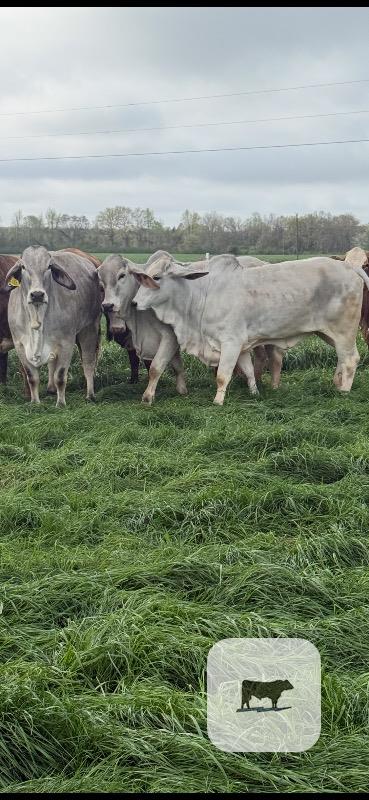 Cattle Range Listing Photo