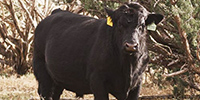 20 Reg. Angus Bulls... Central NM
