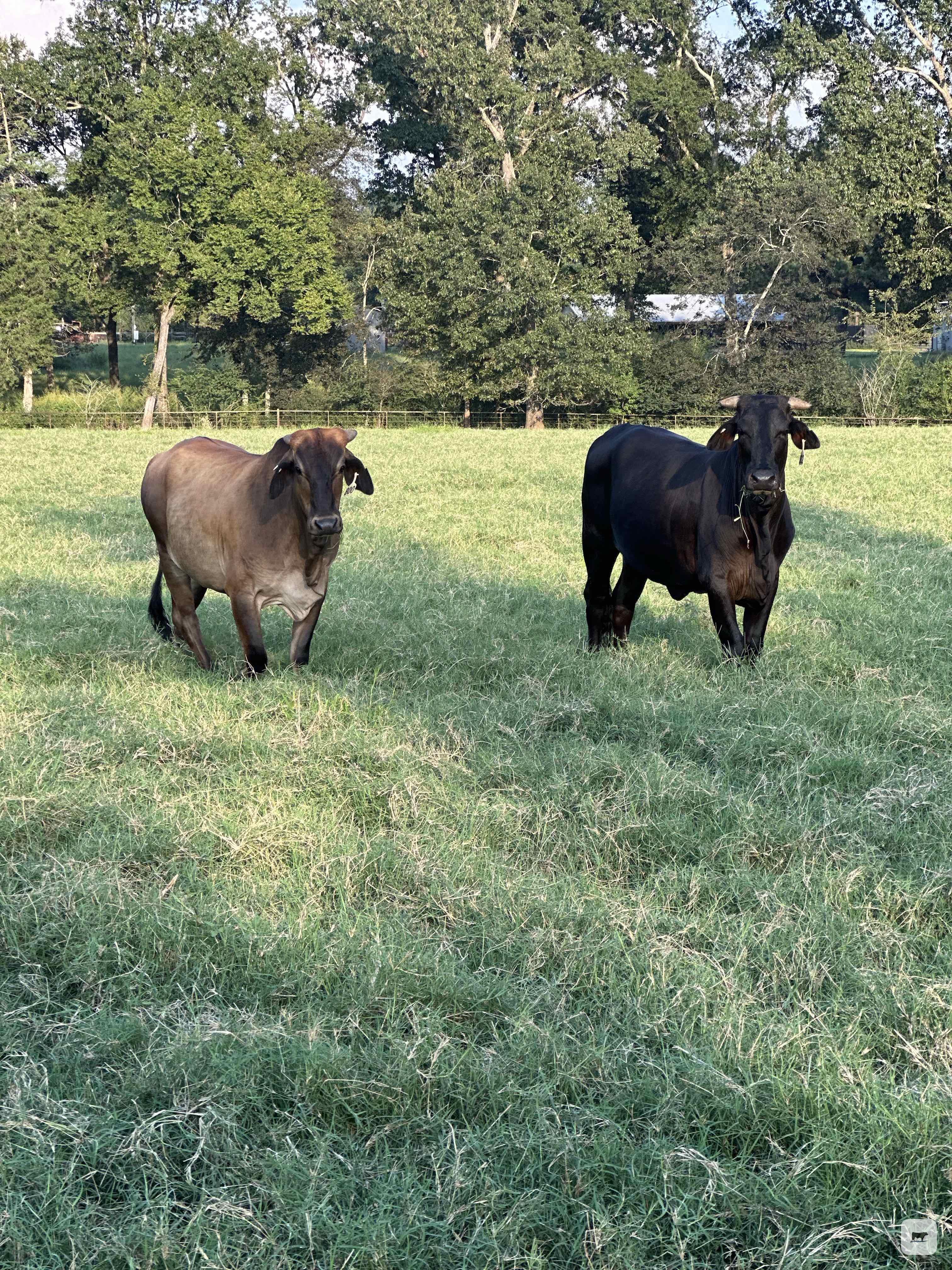 Cattle Range Listing Photo